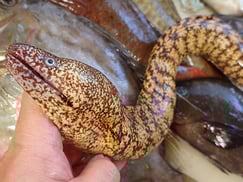 ウツボのにぎり　寿司　出前