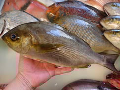 イサキの寿司　デリバリー　出前