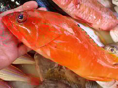 オキナヒメジの寿司　デリバリー