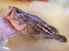 シマゾイ　高級寿司　出前