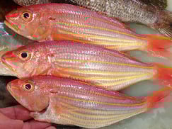 イトヨリダイの寿司　デリバリー