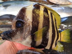 テングダイの寿司　デリバリー