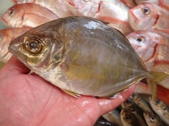 SDGs　カイワリの寿司　デリバリー　出前