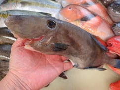 ウマヅラハギの寿司　デリバリー