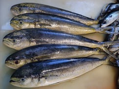 シイラの寿司　美味しいお寿司　出前