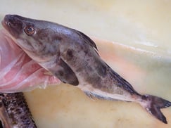 ホッケ　羅臼　未利用魚