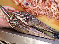 高級魚　ハッカク　羅臼　未利用魚