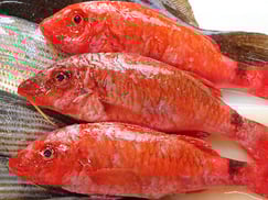 ホウライヒメジの寿司　デリバリー