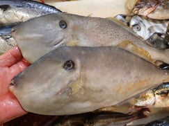 ウスバハギの寿司　デリバリー