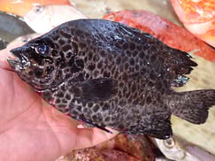 イシガキダイの寿司　デリバリー