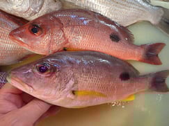 クロホシフエダイの寿司　デリバリー　出前