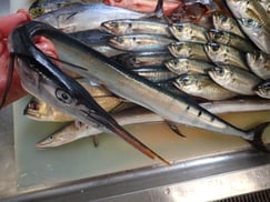 ハマダツの寿司　美味しいお寿司　出前