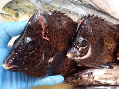 イシガキダイの寿司　デリバリー