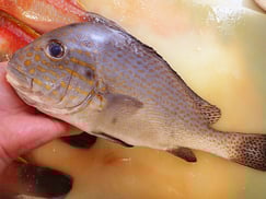 コロダイ　未利用魚