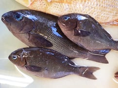 メジナの寿司　出前　デリバリー