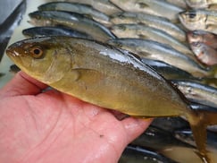 カンパチの寿司　デリバリー