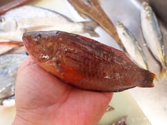 ホシササノハベラの寿司　出前　デリバリー