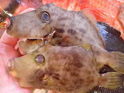 カワハギの寿司　デリバリー　出前