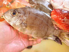 メイチダイ　五島列島の魚　未利用魚