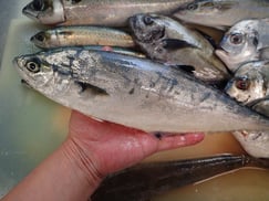 イケカツオの寿司　デリバリー