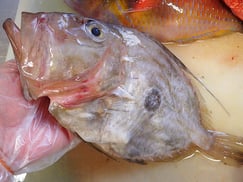 マトウダイ　宅配寿司