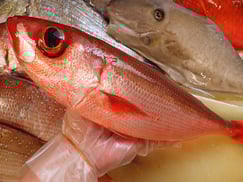 ハチビキ　五島列島の魚　未利用魚