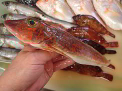 ホウボウの寿司　デリバリー　出前