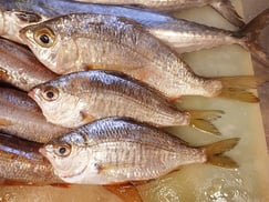 クロサギ　未利用魚