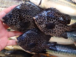 イシガキダイの寿司　デリバリー