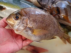 メイチダイの寿司　デリバリー