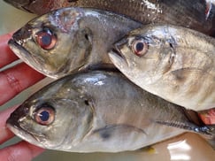 ギンガメアジの寿司 デリバリー