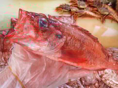 アラスカメヌケ　羅臼　未利用魚