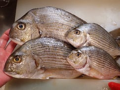 ヘダイの寿司　デリバリー