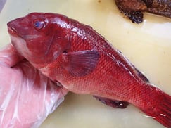 カンダイ　大船渡　未利用魚