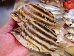 カゴカキダイの寿司　デリバリー　出前