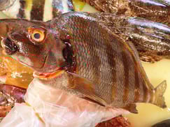 タカノハダイ　五島列島の魚　未利用魚