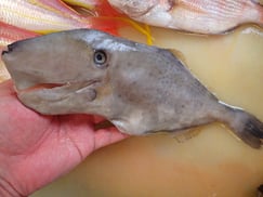 ウスバハギの寿司　デリバリー　出前