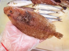 ウスバガレイ　高級寿司　出前