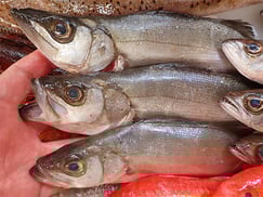 マルスズキの寿司　出前