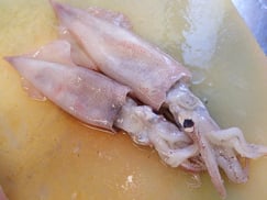 ヤリイカ　宮城県　未利用魚