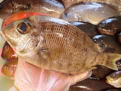 メイチダイ　五島列島の魚　未利用魚