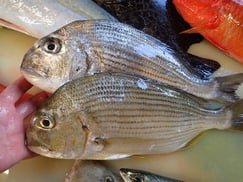 ヘダイの寿司　デリバリー　出前