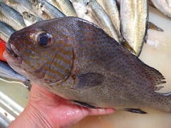 コロダイの寿司　美味しいお寿司　出前