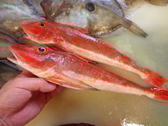 SDGs　ホウボウの寿司　デリバリー　出前