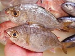 SDGs　クロサギの寿司　デリバリー　出前