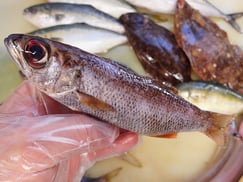 クロムツ　高級寿司　出前