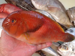 イラの寿司　デリバリー