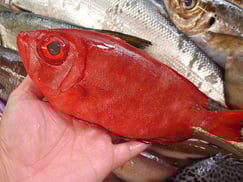 アカネキントキの寿司　デリバリー