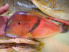 SDGs　イラの寿司　美味しいお寿司　出前