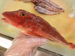 ホウボウ　大船渡　未利用魚